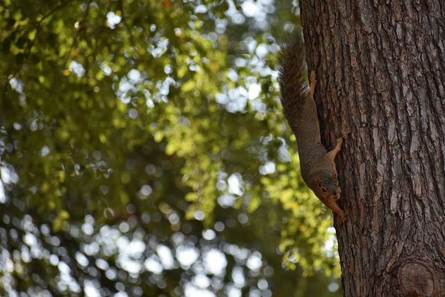 快船轻取篮 快船轻取篮